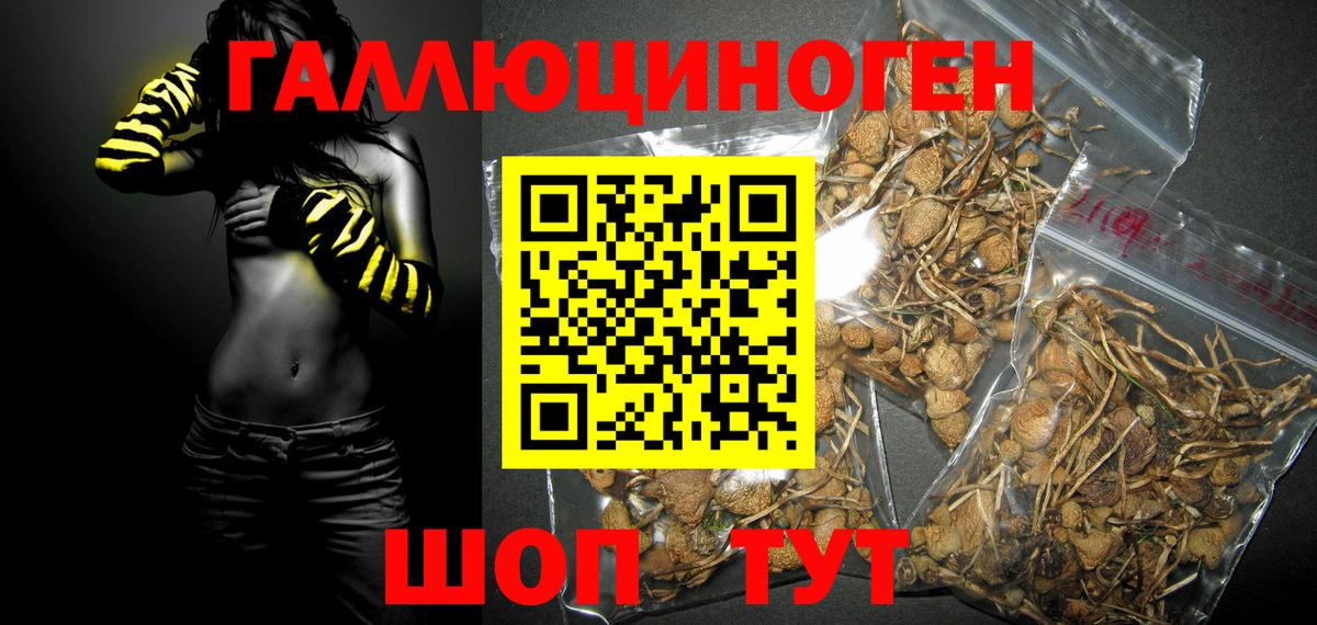 Галлюциногенные грибы Psilocybe Ижевск
